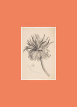 Load image into Gallery viewer, Front Cover