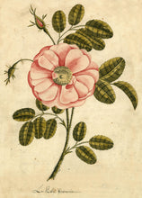Load image into Gallery viewer, Front Cover