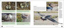 Load image into Gallery viewer, Front Cover